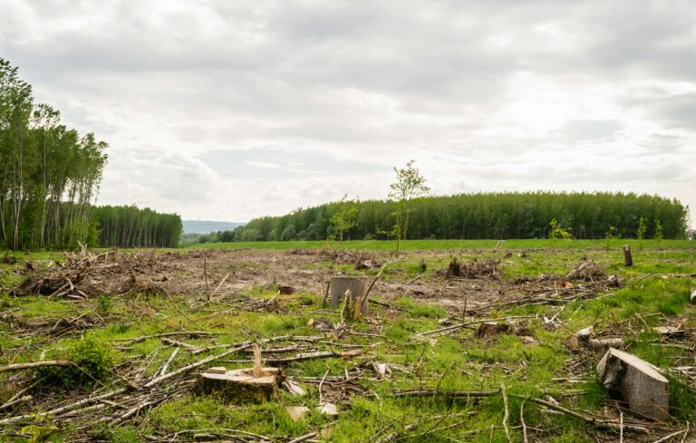 Deforestation in the Amazon Rainforest: Immersion, Causes, Effects and Biodeversity
