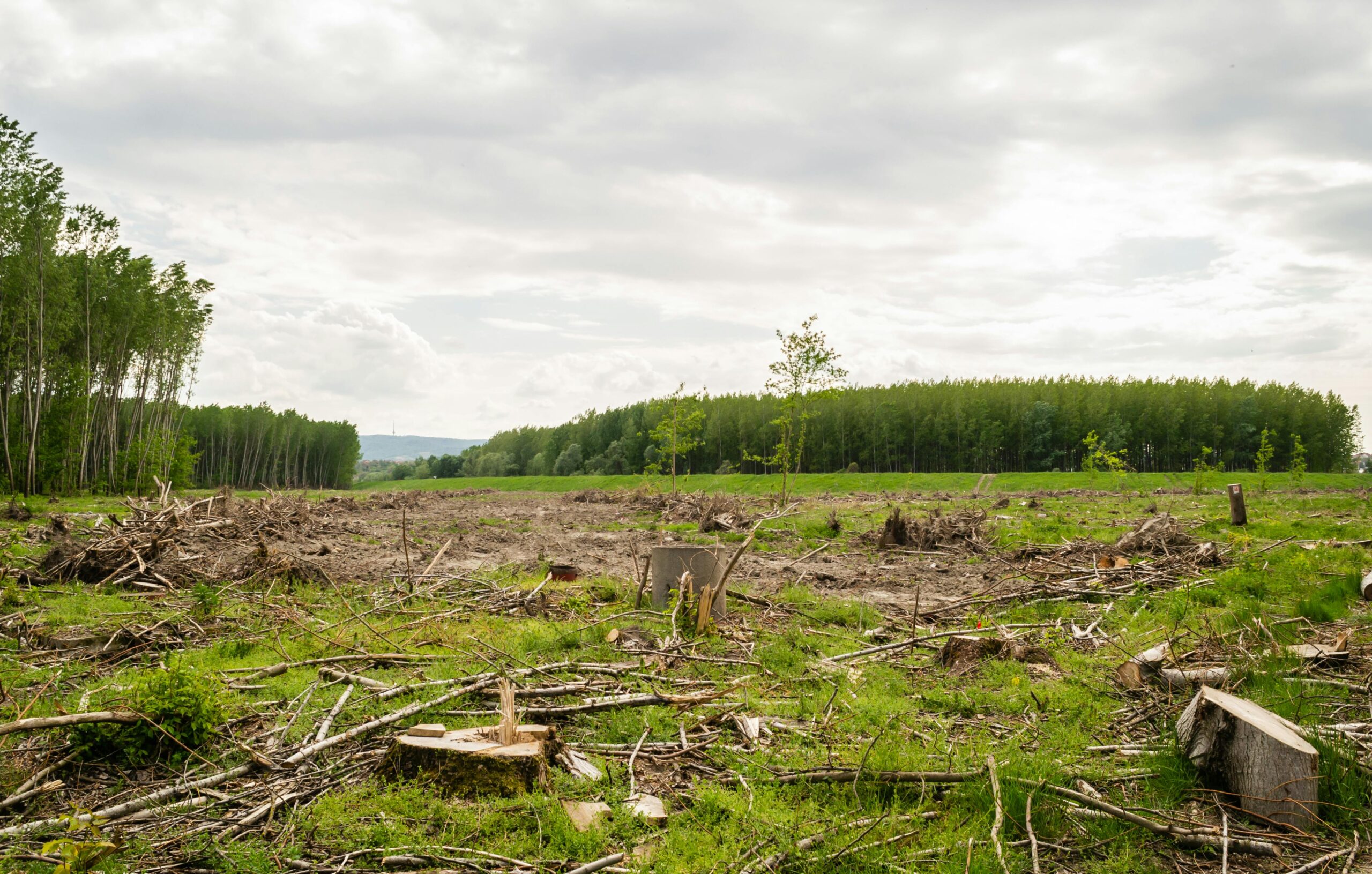 Deforestaton in the Amazon rainforest