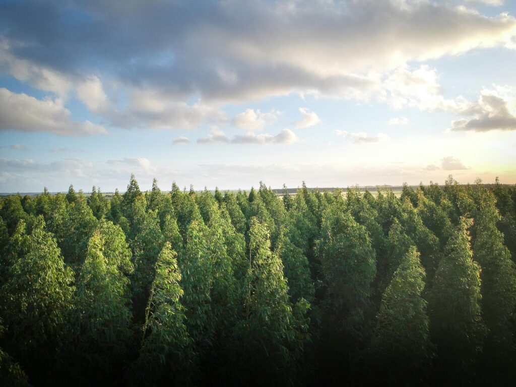 Deforestaton in the Amazon rainforest